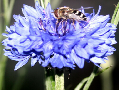 kornblume-cyanus-segetum-bzw-c-19030.jpeg