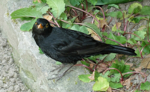 Eine sehr zutrauliche Amsel!

Aufnameort: Ronnenberg
Kamera: Canon IXUSS 55