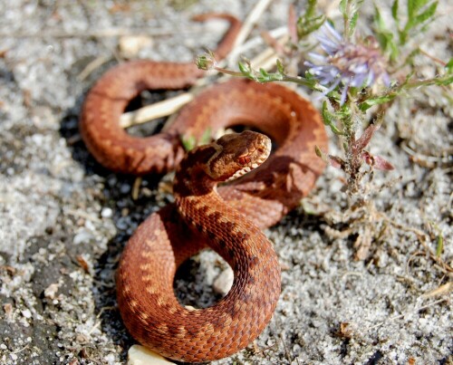 Eine schönes junges Kreuzotterweibchen

Aufnameort: Cuxhaven
Kamera: Nikon D-40