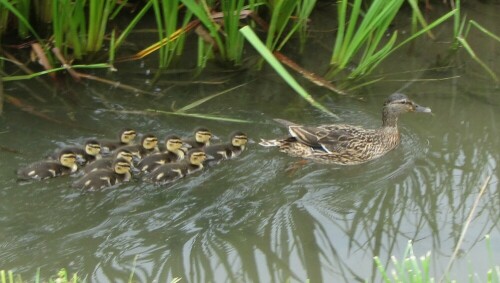 Stockentenmama mit 10 Jungen

Aufnameort: Belp - Toffen am Toffenkanal (BE, Schweiz)
Kamera: Canon PowerShot SX220 HS