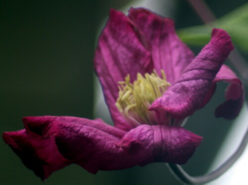 blute-einer-waldrebe-clematis--19053.jpeg