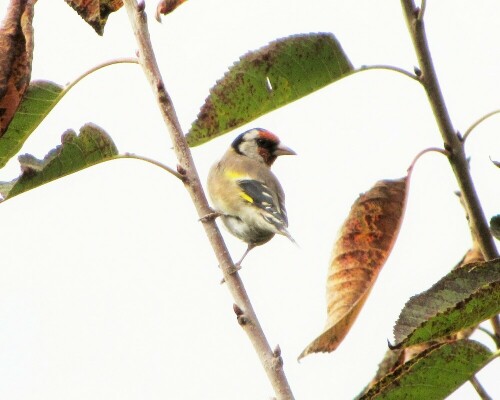 distelfink-carduelis-carduelis-19063.jpeg