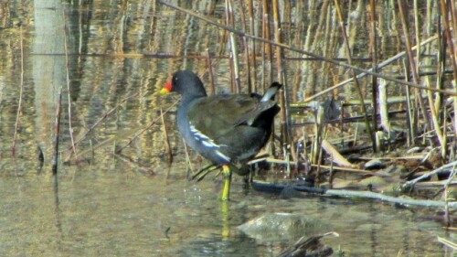 teichhuhn-gallinula-chloropus-mannchen-19064.jpeg