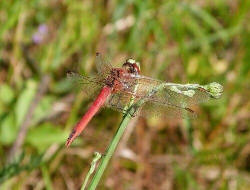 Dieses wunderschöne Exemplar traf ich heute (Flugzeit Juli bsi
Oktober) nach langer pause einmal wieder am Bruchsee/Egelsbach.

Aufnameort: Egelsbach/Hessen
Kamera: Lumix FZ 48