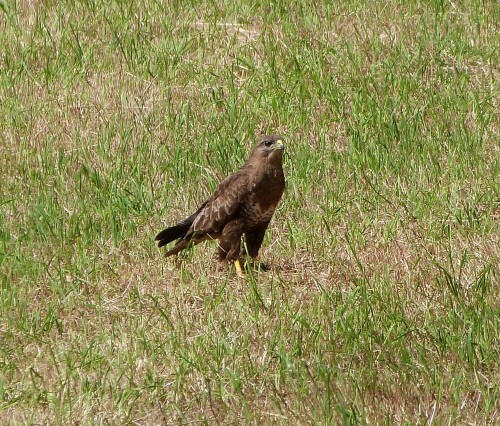 Er saß ganz "verträumt" auf einer Wiese und es dauerte ziemlich lange, bevor er uns bemerkte und davonflog.

Aufnameort: Egelsbach/Hessen
Kamera: Lumix FZ 48