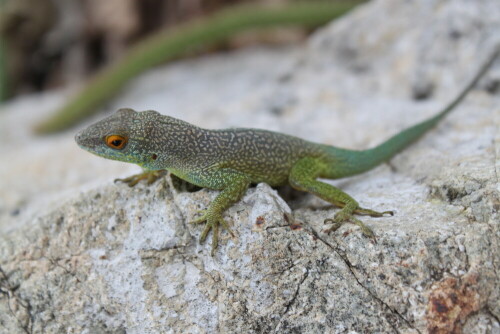 Neugierig blickt dieser Anolis marmoratus, oder, wie die Einheimischen auf Kreol sagen "Zandoli", in die Linse. Gutmütig lässt er sich minutenlang fotografieren bevor er im Unterholz verschwindet.

Aufnameort: La Désirade, Guadeloupe
Kamera: Canon EOS 500D