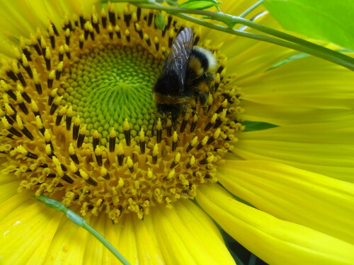 hummel-in-der-sonnenblume-19085.jpeg