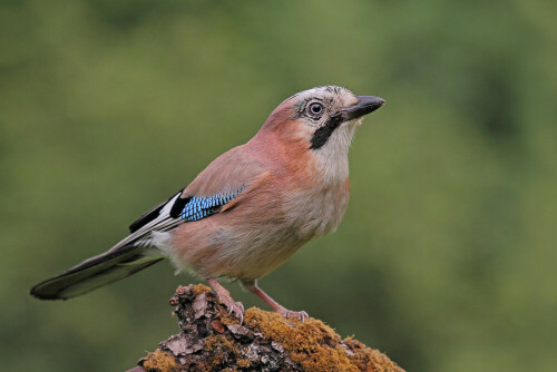 Eichelhäher, Garrulus glandarius

Aufnameort: Odenwald
Kamera: Canon EOS 7D, Objektiv 100-400mm