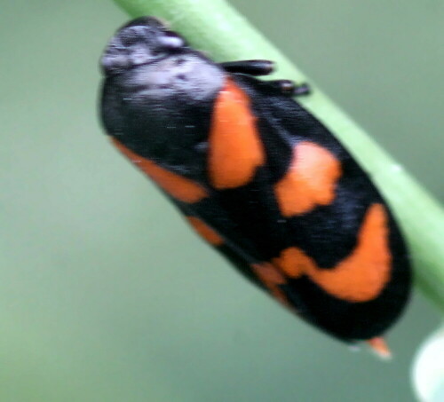 gemeine-blutzikade-cercopis-vulnerata-rossi-1807-19106.jpeg