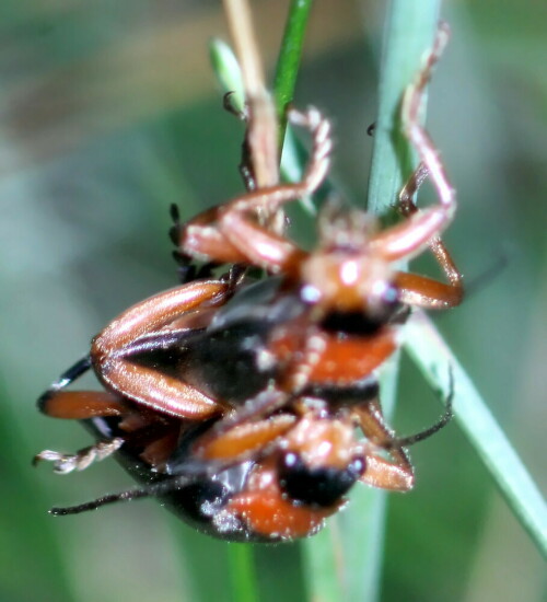 gemeiner-weichkafer-cantharis--19108.jpeg