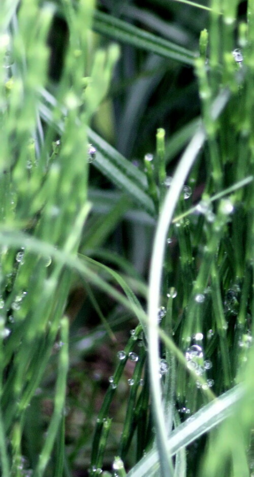 Unter Guttation versteht man das Ausscheiden von Wasser bei hoher Luftfeuchtigkeit durch Pflanzen in Form von Wassertröpfchen.
https://de.wikipedia.org/wiki/Guttation
Der Ackerschachtelhalm ist ein Rhizom(verdickte Wurzel)-Geophyt.
Seine sterilen Triebe - wie hier zu sehen - können 10 bis 50 cm hoch wachsen.
https://de.wikipedia.org/wiki/Acker-Schachtelhalm

Aufnameort: Eiershausen Schwarzbachtal
Kamera: Canon EOS 13000 D