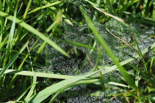 Das Netz dieser Spinne war an einem Sommermorgen mit Tau geschmückt.

Aufnameort: Wiese hinter meinem Haus
Kamera: OLYMPUS OM-D E-M10