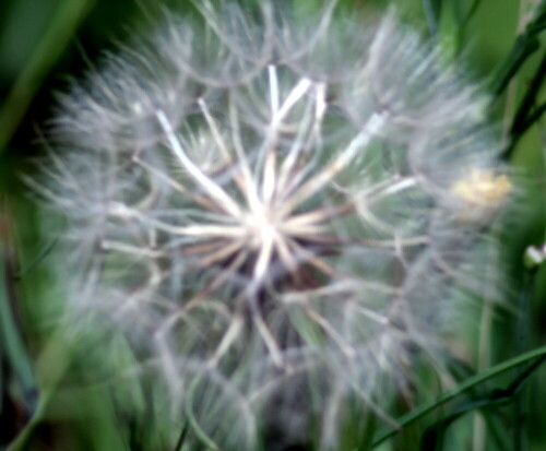 Sie ähnelt geringfügig etwas einer Pusteblume; ihre Achänen(Fallschirmchen) sind jedoch größer und "gröber."
https://de.wikipedia.org/wiki/Wiesen-Bocksbart

Aufnameort: Eibelshausen-Eiershausen Wiesen südlich von der Geflügelzuchtanlage
Kamera: Canon EOS 13000 D