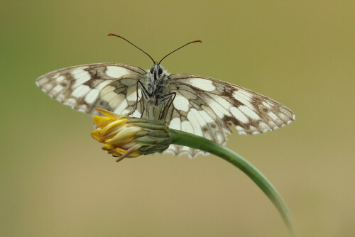 Schachbrettfalter (Melanargia galathea)

Aufnameort: Odenwald
Kamera: Canon EOS 60D, Objektiv 150mm Makro