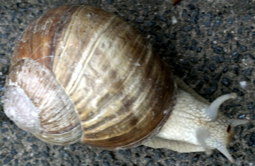 weinbergschnecke-helix-pomatia-l-1758-unterwegs-19125.jpeg