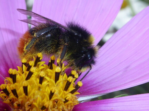 beim-pollen-tanken-20298.jpeg