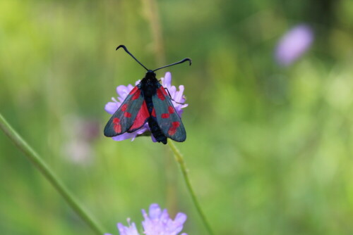 Dieses vorerst unbekannte Flugobjekt hat mit seiner hübschen Farbe sofort meine Aufmerksamkeit erregt. Entpuppt hat es sich als ein Sechsfleck-Widderchen (Zygaena filipendulae).

Aufnameort: Saale-Holzland-Kreis, Thüringen
Kamera: Canon EOS 1300D