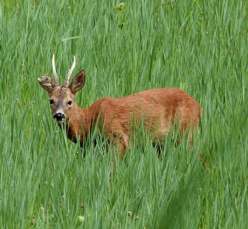 Dieser Rehbock begegnete uns am Reinheimer Teich im Odenwald. Er sah recht vertrauensvoll zu uns her und ließ sich gar nicht stören. Das eine Ohr ist aufgeschlitzt, wie man unschwer erkennen kann. Vermutlich handelt es sich um eine Verletzung, die er sich bei Revierkämpfen (durch Spießer??)
zugezogen hat.

Aufnameort: Reinheimer Teiche/Odenwald
Kamera: Lumix FZ 48