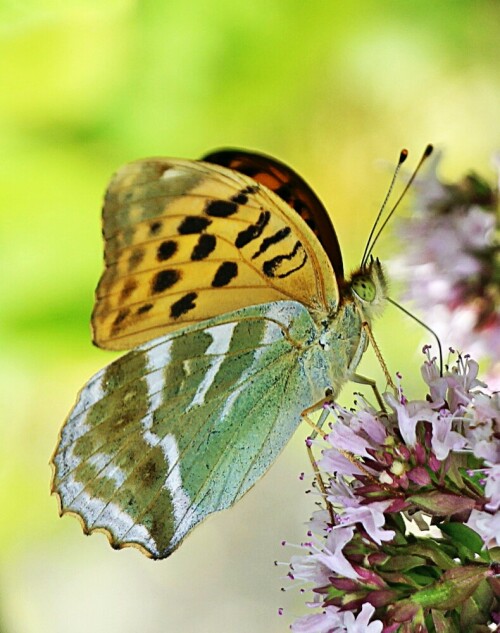 kaisermantel-argynnis-paphia-l-1758-02-19176.jpeg