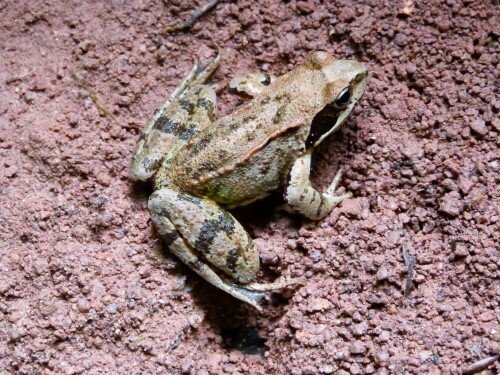 Moorfrosch. Er saß unter einem Wurzelteller einer umgestürzten Buche. Man muss schon sehr genau hinschauen um in dieser
Umgebung wahrzunehmen.

Aufnameort: Egelsbach/Hessen
Kamera: Lumix FZ 48