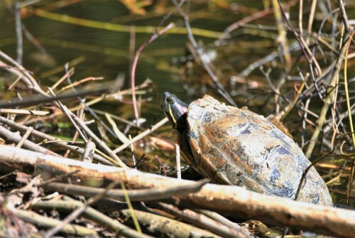 von einem "Tierliebhaber" ausgesetzt in einem Tümpel

Aufnameort: Wetterau
Kamera: Nikon D 3000