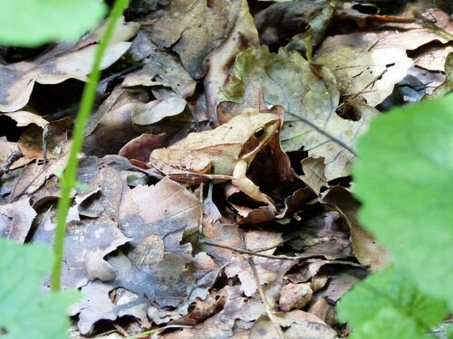 Nur durch die Bewegung, die man aus den Augenwinkeln wahrnahm, viel meinem Begleiter dieser wunderschöne
Springfrosch auf.

Aufnameort: Egelsbach/Hessen
Kamera: Lumix FZ 48