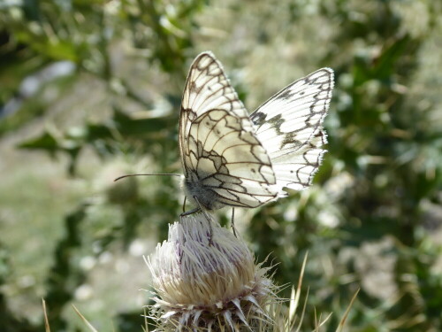 Schmetterling, genaue Bezeichnung mir nicht bekannt, aufgenommen Entlang eines Pfades in der Nähe von Kazbegi,  Georgien,  Kaukasus

Aufnameort: Kazbegi,  Kaukasus,  Georgien
Kamera: Panasonic lumix tz 71