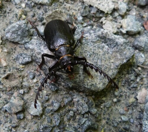 Von der Größe her, kann es sich eigentlich nur um den Sägebock handeln. Geschätzte Länge 4 - 5 cm.
Er lief mir sozusagen vor die Füße.

Aufnameort: Egelsbach/Hessen
Kamera: Lumix FZ 48