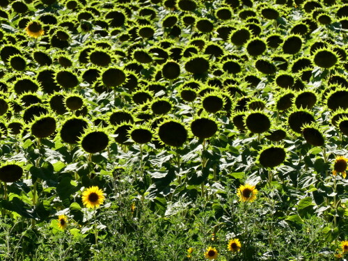 reifende-sonnenblumen-19262.jpeg