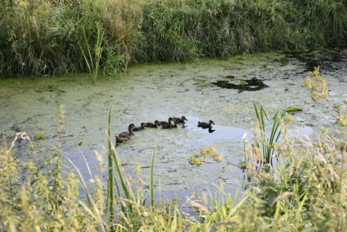 Die süße Entenfamilie beim Sonntagsausflug. Ein Küken übernimmt zeitweise die Führung.

Aufnameort: Naturschutzgebiet Moorgürtel (Moorburg)
