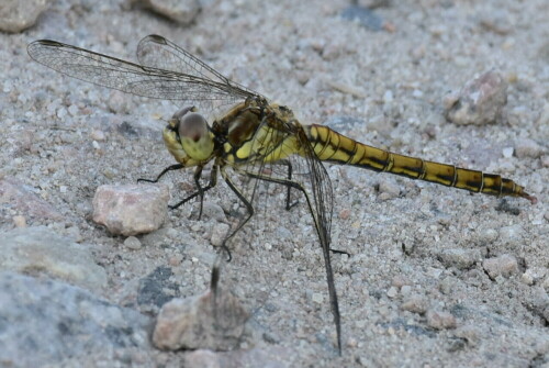 Libelle am Wegesrand

Aufnameort: Naturschutzgebiet Moorgürtel (Moorburg)
