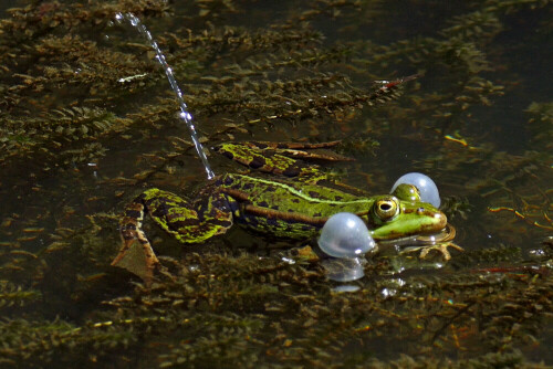 pinkelnder-frosch-19219.jpeg
