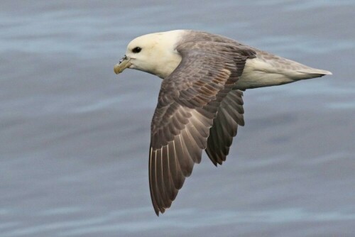 eissturmvogel-19583.jpeg