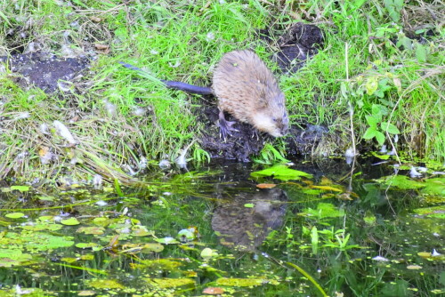 Eine Bisamratte beim Betrachten des eigenen Spiegelbildes in seichtem Gewässer.

Aufnameort: Naturschutzgebiet Moorgürtel (Moorburg)
