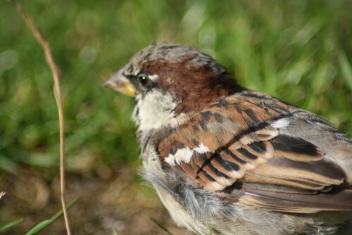 Die Sperlinge auf allen drei Fotos leisteten uns beim Frühstück auf einem dänischen Campingplatz Gesellschaft.

Aufnameort: Campingplatz  Sønderborg, Dänemark
Kamera: CANON EOS 1000D