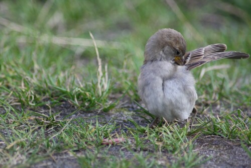 Die Sperlinge auf allen drei Fotos leisteten uns beim Frühstück auf einem dänischen Campingplatz Gesellschaft.

Aufnameort: Campingplatz  Sønderborg, Dänemark
Kamera: CANON EOS 1000D