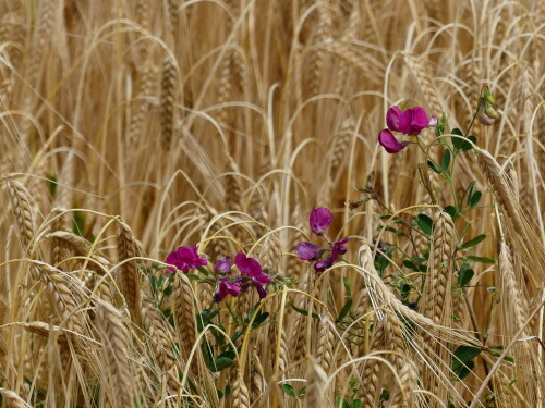 letztes-bluhen-im-gerstenfeld-19261.jpeg