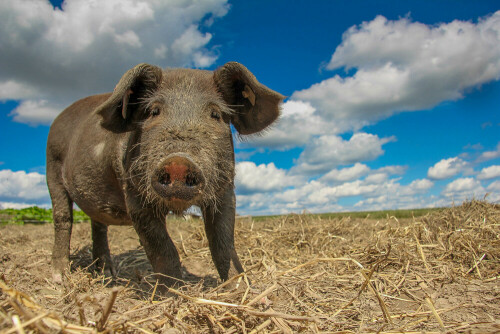 Artgerechte Tierhaltung ergibt glückliche Weideschweine ❤

Aufnameort: Eggenreuth
Kamera: Canon eos 550d