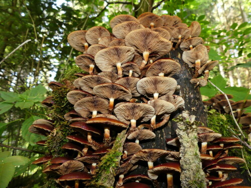 

Aufnameort: Triesdorf-Waldbereich Tiergarten
Kamera: Panasonic Lumix FZ 300