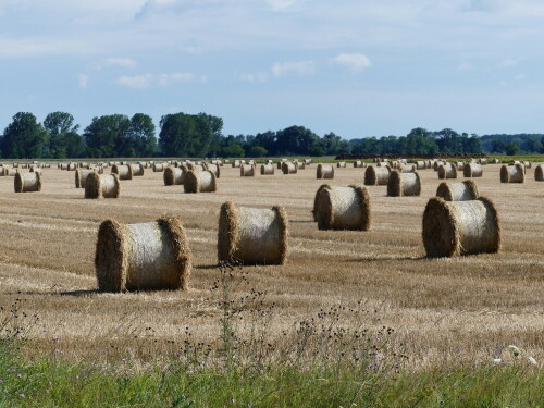 aufgerolltes-feld-19363.jpeg