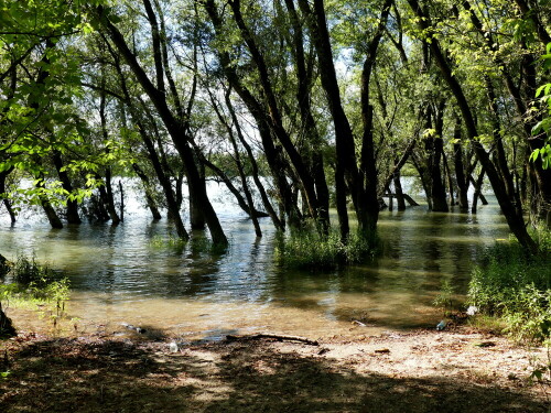 donau-auwald-19365.jpeg