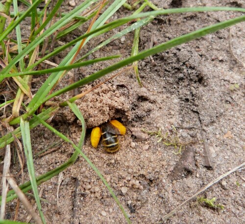 Sand- oder Erdbiene pollentragend, verschwindet im Bau.

Aufnameort: Egelsbach/Hessen
Kamera: Lumix FZ 48