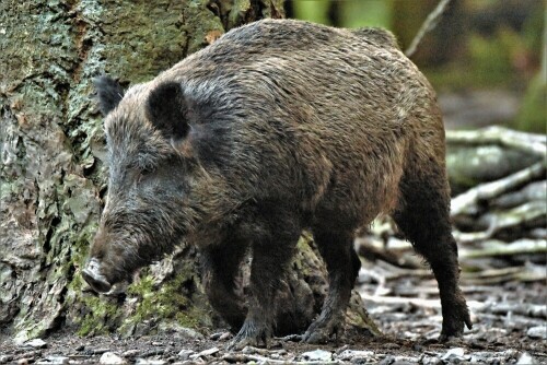 Schwarzkittel streift alleine durch den Wald

Aufnameort: Wetterau
Kamera: Nikon D7200