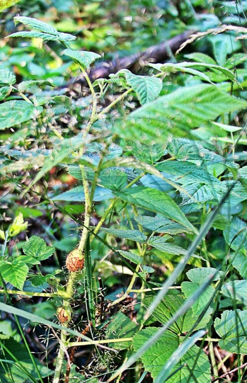 Pflanzengallen an Himbeere können z. B. durch die Gallmückenart(Lasioptera rubi) hervorgerufen werden.
Hierbei bilden sich ab Juni kugelige bis länglich-eiförmige, oft einseitige Anschwellungen des Triebes. Diese sind zunächts grün, danach werden sie holzig und braun. Ihre Rinde kann längs aufreißen bzw. platzen. Aus weißen später orangefarbenen Larven bzw. Maden der Mücken schlüpft im nächsten Jahr die Mücke etwa ab Mai.
Solche Gallen können an Himbeere(Rubus idaeus), Kratzbeere(Rubus caesius) oder Brombeere(Rubus fruticosus) auftreten und sind überall häufig.
[Heiko Bellmann: Geheimnisvolle Pflanzengallen Quelle&Meyer Verlag
Wiebelsheim 2012; S. 238-239 oben]

Aufnameort: Eiershausen Hirschbergwald
Kamera: Canon EOS 1300D