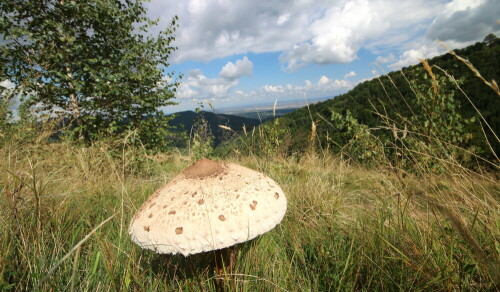 Bei einer Wanderung von Rasiliani nach Sibiu fotografiert

Aufnameort: Nähe Rasiliani/Siebenbürgen/Rumänien
Kamera: Canon 1300D