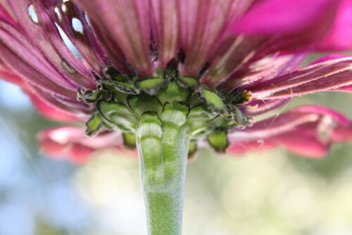 Eine Zinnie (Zinnia) im heimischen Garten gefunden und mal anders fotografiert.

Aufnameort: Saale-Holzland-Kreis, Thüringen
Kamera: Canon EOS 1300D