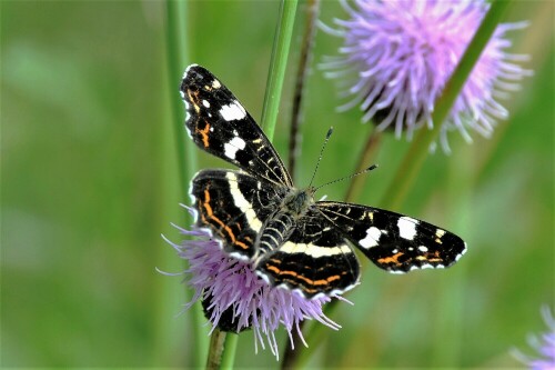 ..Sommergeneration

Aufnameort: Wetterau - Stammheim
Kamera: Nikon D 300