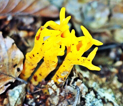 klebriger-hornling-calocera-viscosa-pers-fr-fr-19539.jpeg