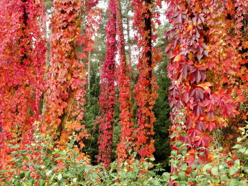 herbstvorhang-19571.jpeg