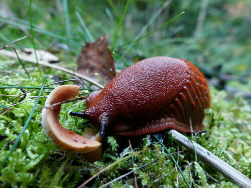 nacktschnecke-bei-pilzmahlzeit-19633.jpeg